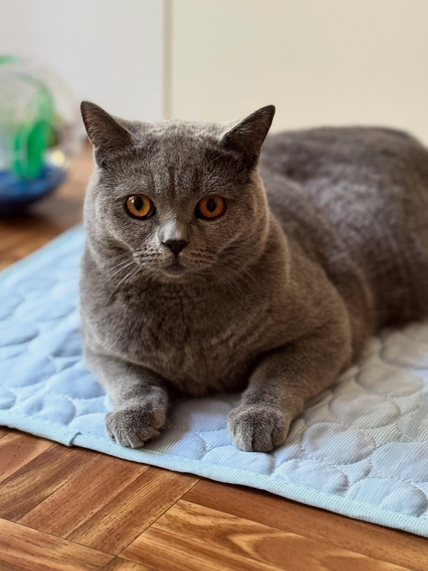 Anti-slip pet cooling pad